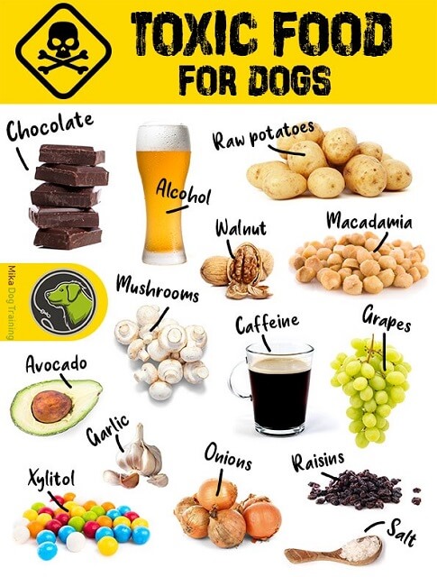 Храна која не треба да им ја давате на кучињата