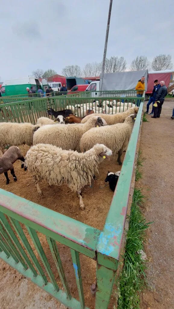 Сточен пазар Скопје