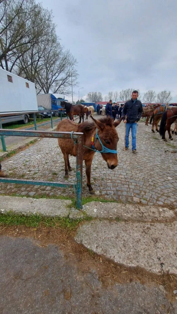Сточен пазар Скопје