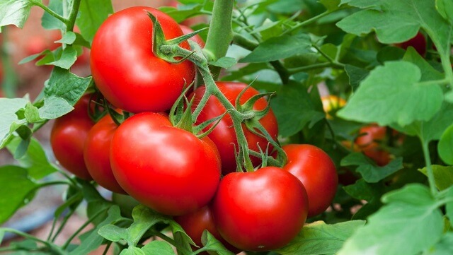 Ставете ги овие состојки пред да засадите домати