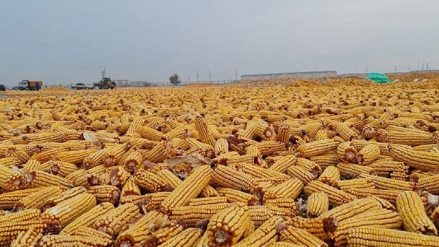 украинска пченка