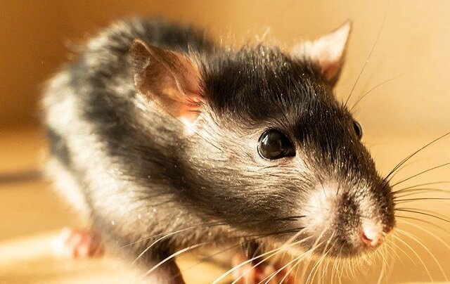 Глувци и стаорци