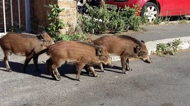 Диви свињи Диви свињи