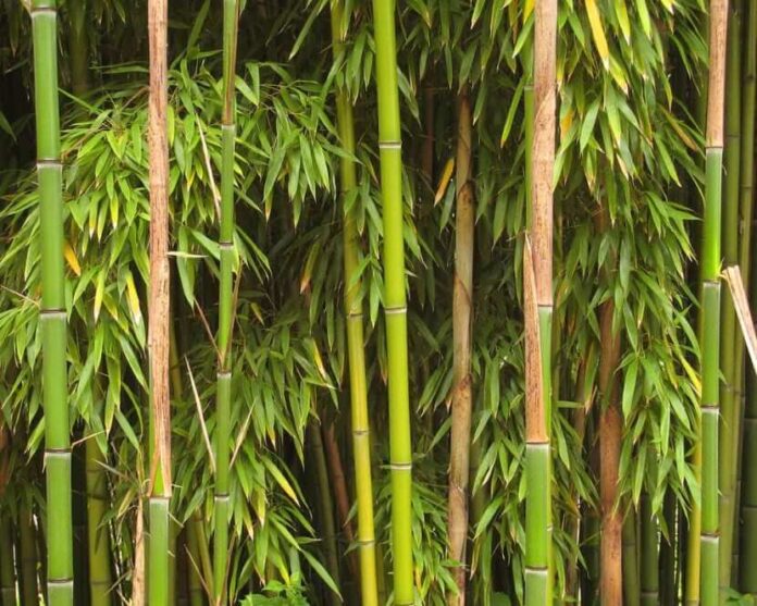 Може ли да се заработи од одгледување на бамбусот
