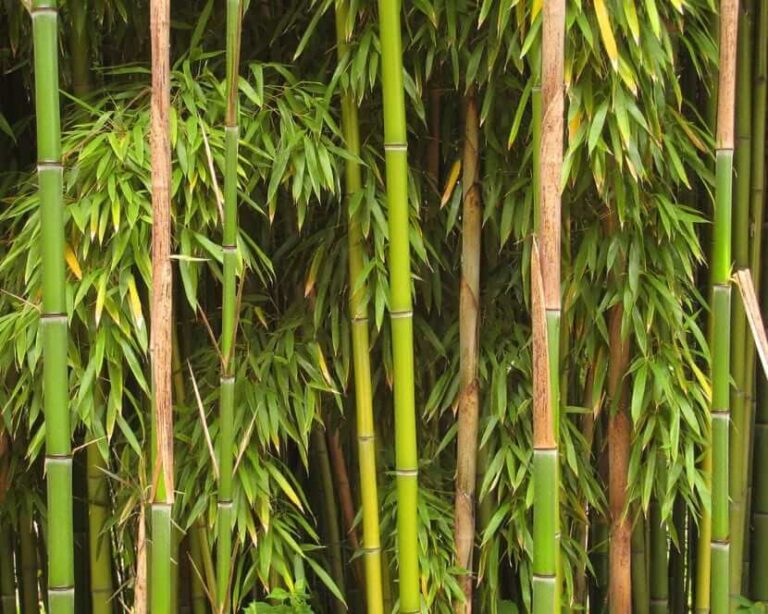 Може ли да се заработи од одгледување на бамбусот?