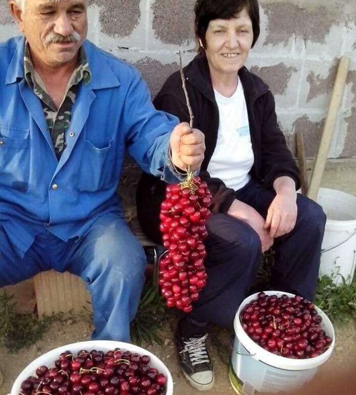 Колку овошје произведува Македонија