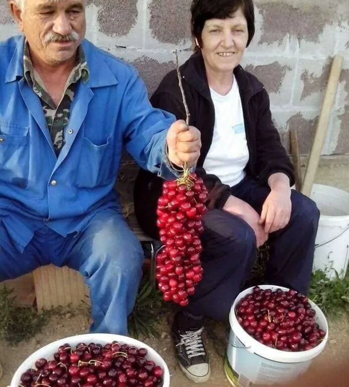 Колку овошје произведува Македонија Колку овошје произведува Македонија