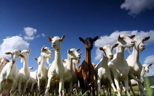 Болести кај козите предизвикани од недостаток на витамини и минерали