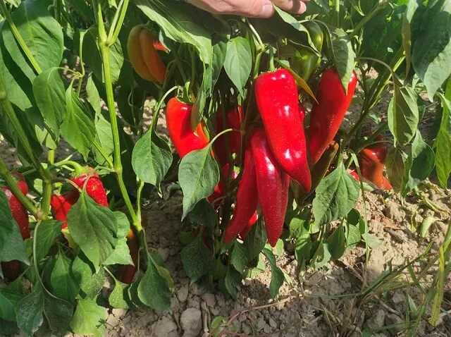 Куртовска капија Куртовска капија
