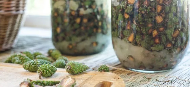 Млади борови шишарки Млади борови шишарки