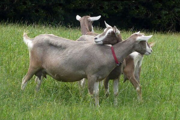 Млечни раси на кози