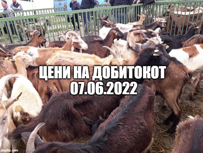 Цени на добитокот 07.06.2022