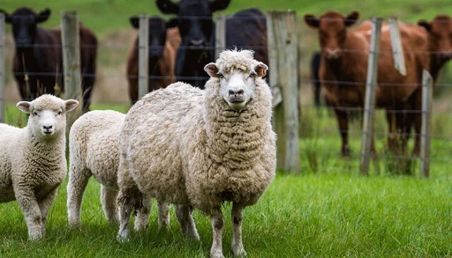 данок за крави и овци