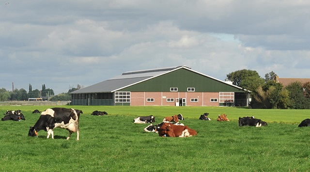 Во Холандија треба дозвола за пасење крави