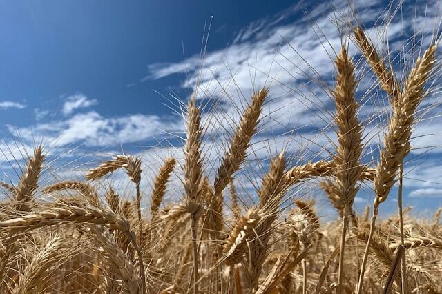 пченица