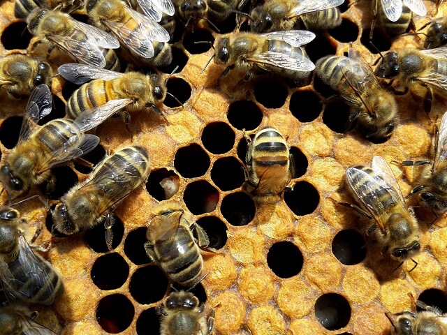 Болест кај пчелите
