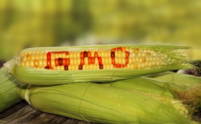 Европската комисија одобри ГМ пченка за храна и добиточна храна