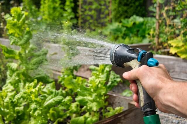 Како да го зачувате зеленчукот и овошјето во градината за време на суша