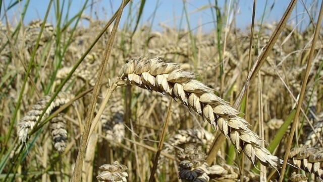 Турција ќе биде фаворизирана во откупот на украинското жито