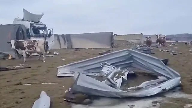 молзни крави молзни крави