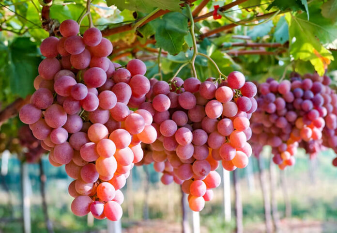 десертно грозје