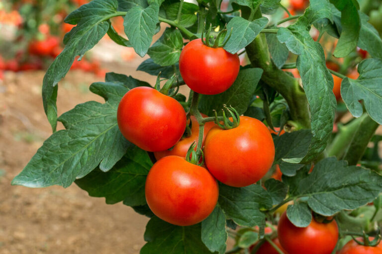 Природни препарати за заштита на доматите од пламеница
