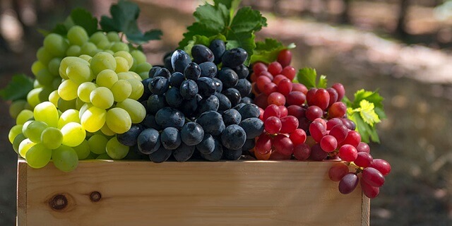 Што влијае на квалитетот на грозјето?