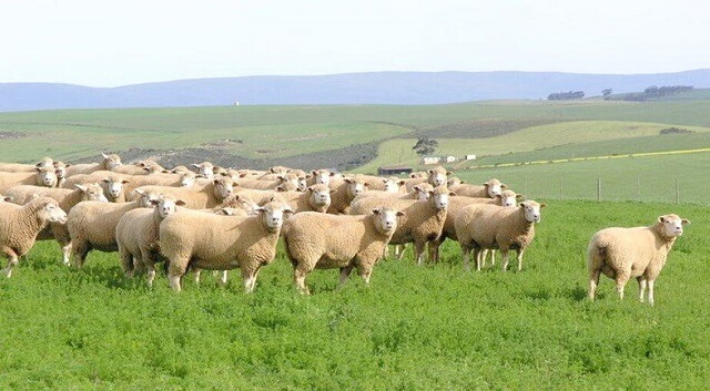 Исхрана на овците пред парење за поголем број јагниња