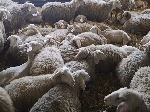 МЗШВ: Исплатени над 1,5 милијарди денари субвенции за обележани грла овци, користен сертифициран материјал и одгледани и заклани гоеници до 11.120 корисници