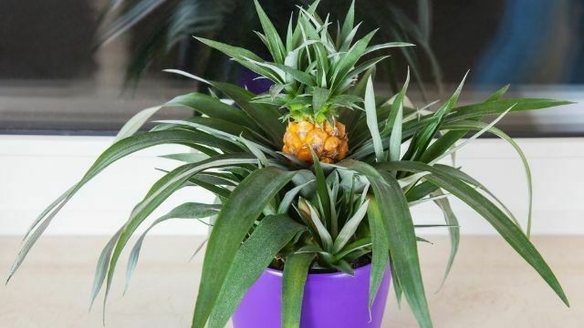 Внесете егзотика во домот – засадете ананас