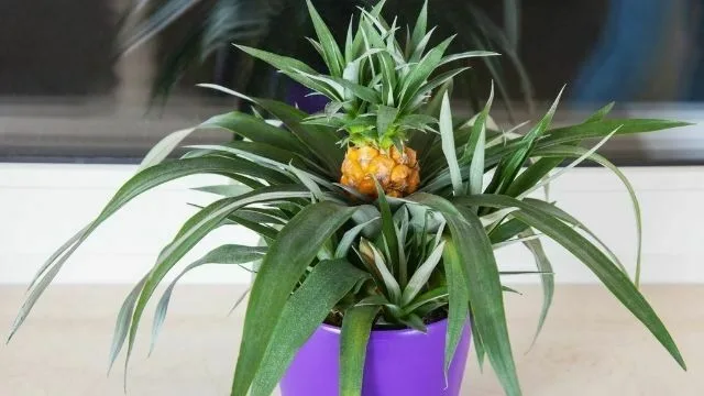 ананас ананас