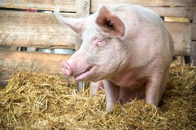 Најголемиот европски производител на свинско месо отпушта работници