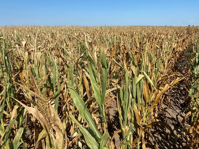 Светските залихи на пченка на најниско ниво