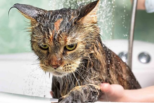 Зошто мачките ја мразат водата толку многу?