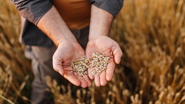 Таен примерок откри дека од Украина се увезува стара, неупотреблива пченица?