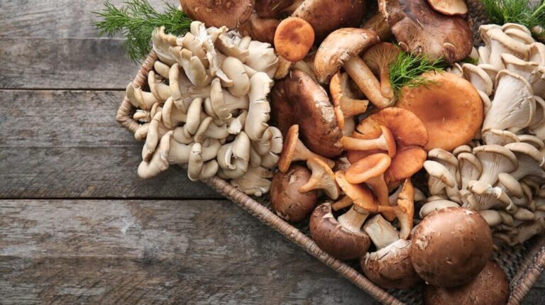 Неколку интересни факти за печурките