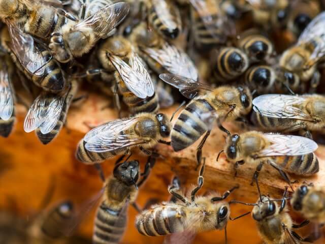 презимување на пчелите