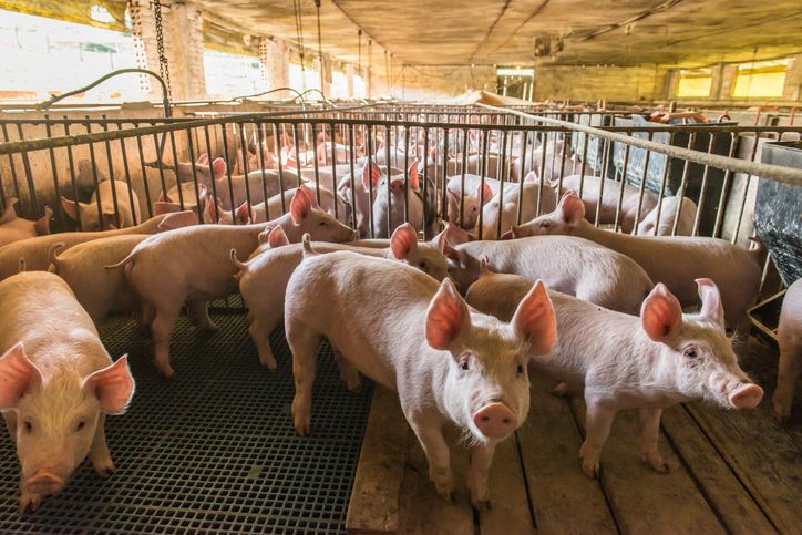 Почна депопулизацијата на свињи во Карбинско-штипскиот регион