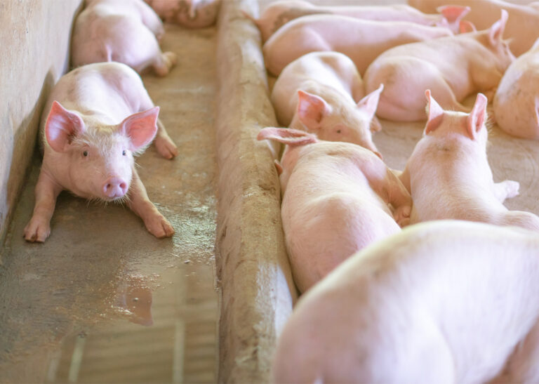 Протест на одгледувачите на свињи