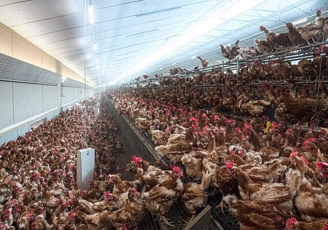 Уште 300.000 птици несилки го платија данокот на птичји грип