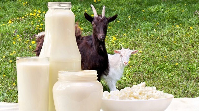 АФПЗРР : Исплатени се субвенции за произведено и предадено кравјо, овчо и козјо млеко