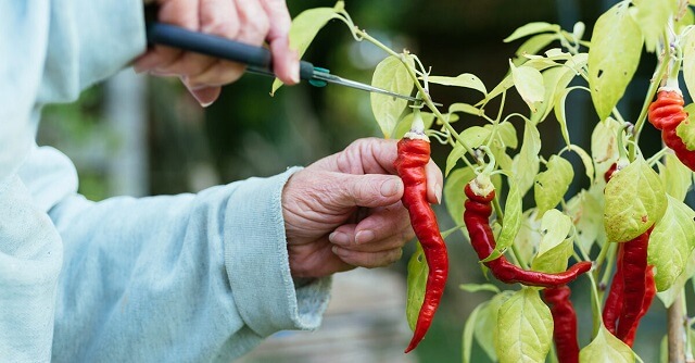 Пиперка – го подобрува секое јадење, ги тестира мажите и штити од уроци?