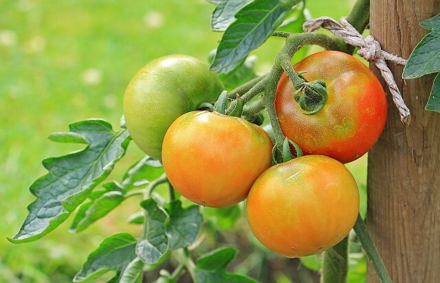 зреењето на доматите
