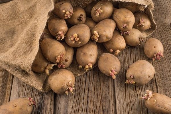 Како да се спречи ‘ртење на компирите