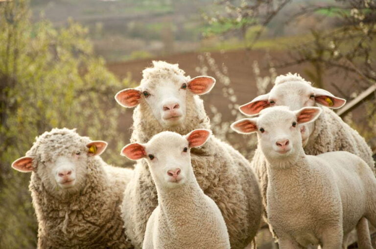 Превентивна заштита на овците од метили