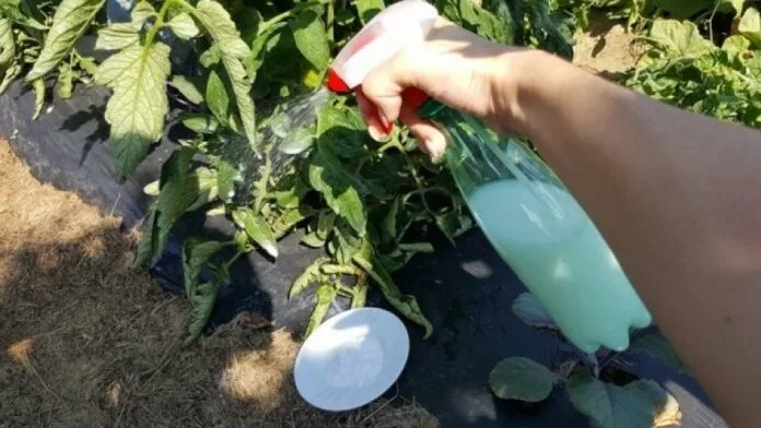 млеко со поминат рок