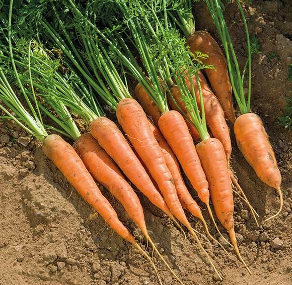 Кога и како да посеете моркови