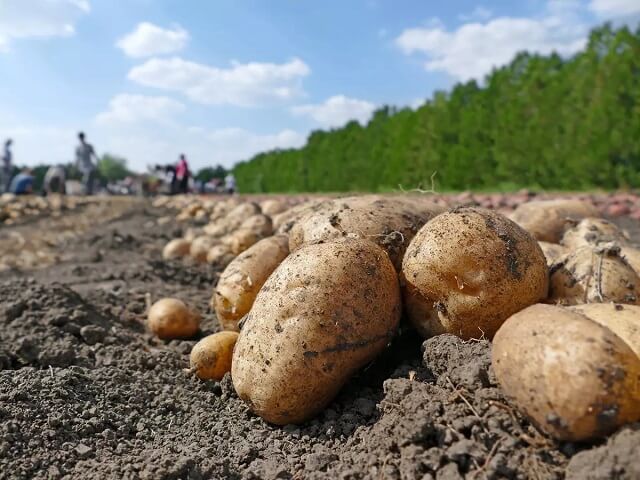 Руски научници развија нетоксично средство за заштита на компирот?