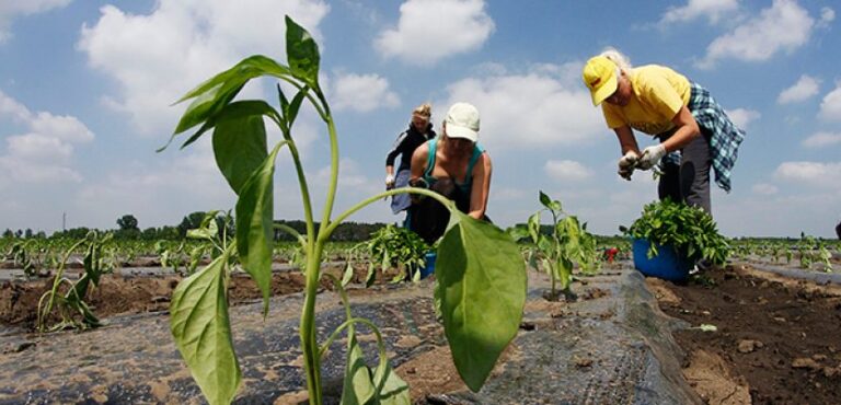 Повик за обука за економско јакнење на жените земјоделки