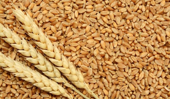 Укината одлуката за ограничен извоз на пченица и брашно